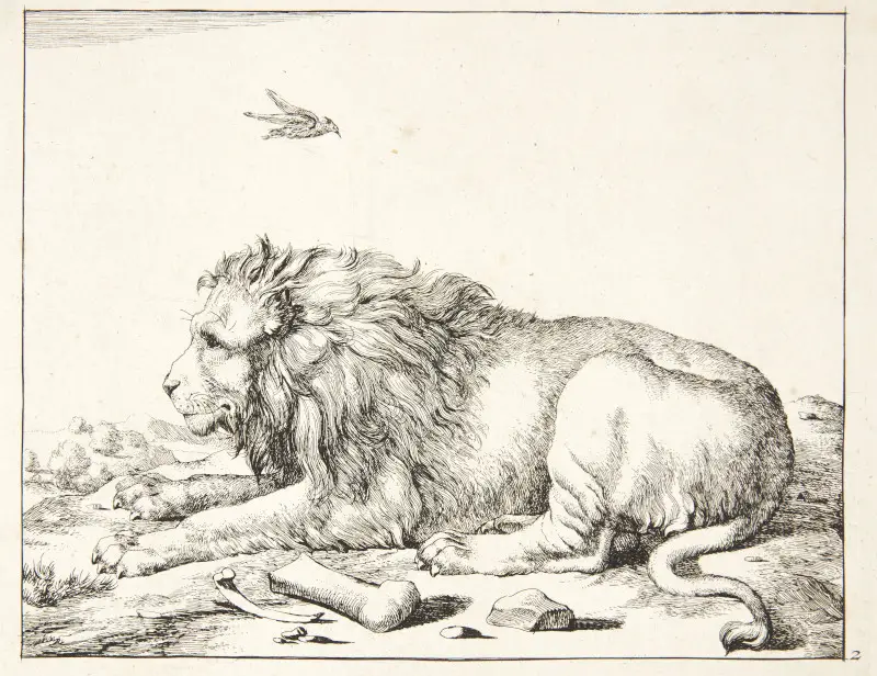 Reclining lion by Marcus de Bye (17th Century Print)